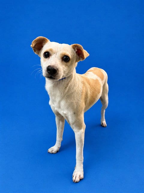 Photo of Sugar, adoptable Chihuahua in Miami, Florida