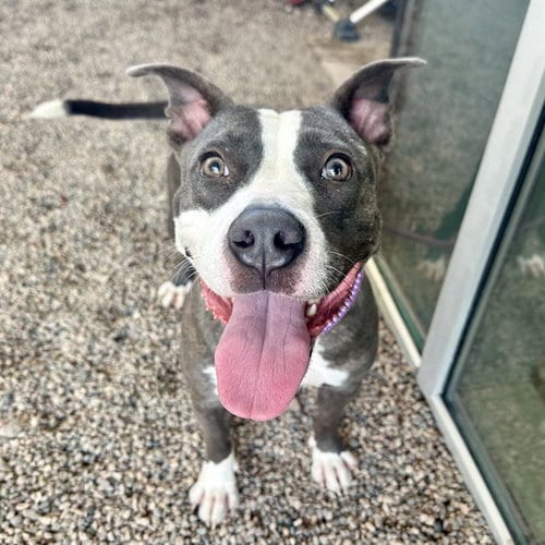 Photo of Slip, adoptable American Pit Bull Terrier in Mesa, Arizona