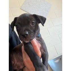 Photo of Michael Myers, adoptable Mixed Breed (Medium) in Baton Rouge, Louisiana