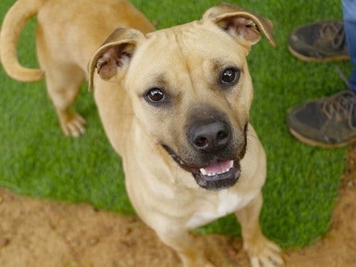 Photo of Dale, adoptable Black Mouth Cur in Tallahassee, Florida