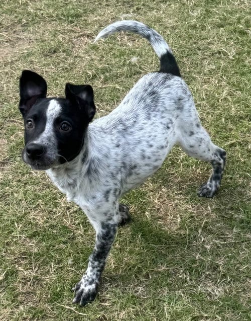 Photo of Sos, adoptable Australian Cattle Dog/Blue Heeler in Great Bend, Kansas