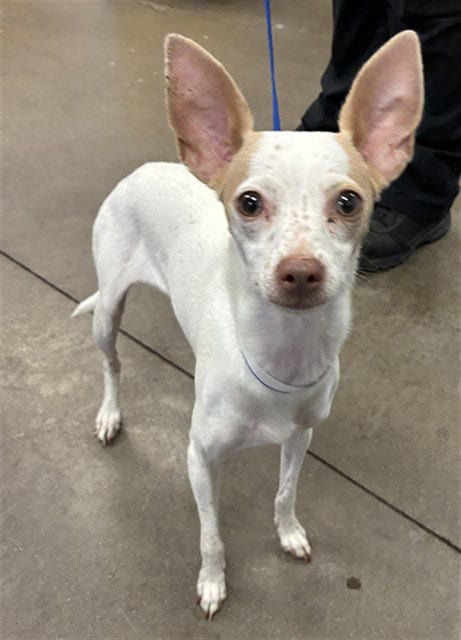 Photo of Little Freckles, adoptable Chihuahua in Phoenix, Arizona