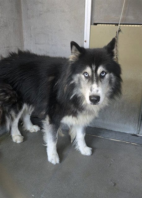 Photo of Levi, adoptable Husky in Tallahassee, Florida