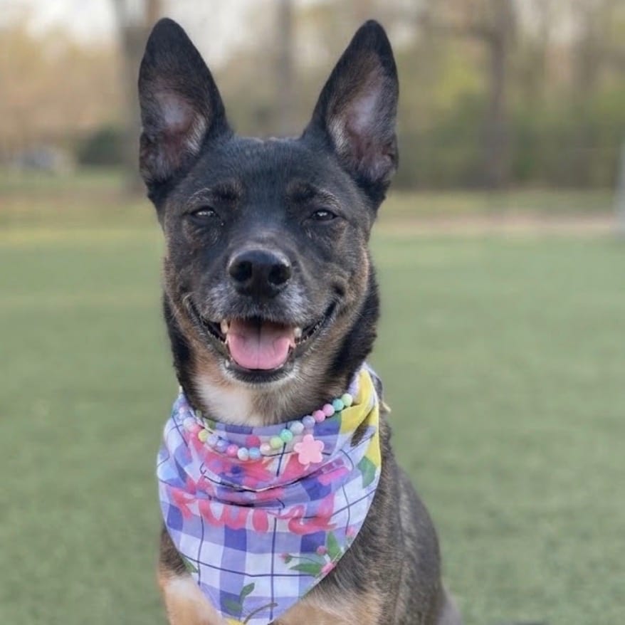 Photo of Ahsoka, adoptable Shepherd, Belgian Malinois / Mixed Breed (Medium) in Jacksonville, North Carolina