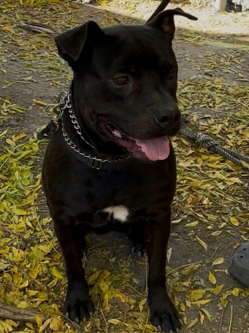 Photo of Selena, adoptable Labrador Retriever in Woodland Hills, California