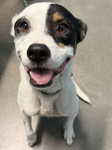 Photo of Jackie, adoptable Dalmatian in Houston, Texas
