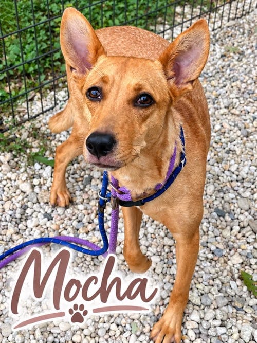 Photo of Mocha, adoptable Basenji in Jackson, New Jersey