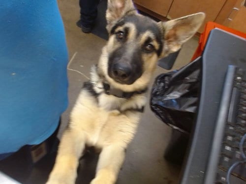 Photo of Zorro, adoptable German Shepherd Dog in Sacramento, California