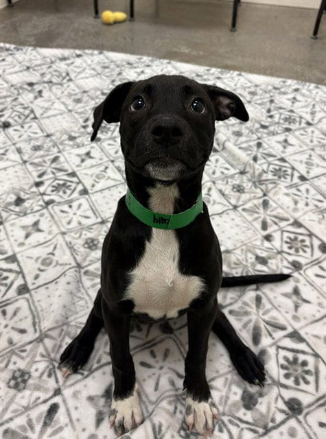 Photo of Pie, adoptable American Pit Bull Terrier in Phoenix, Arizona