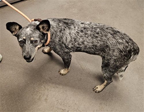 Photo of Anchusa, adoptable Australian Cattle Dog/Blue Heeler in Mesa, Arizona