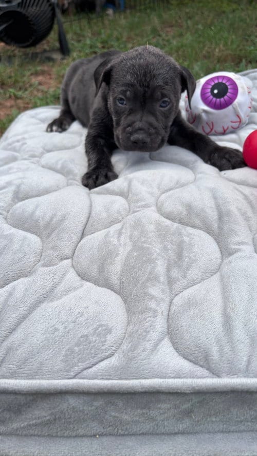 Photo of Dumbo - Cora's Litter, adoptable American Staffordshire Terrier in Holly Springs, North Carolina