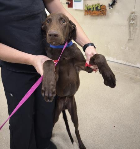 Photo of Rolo, adoptable Doberman Pinscher in Riverside, California