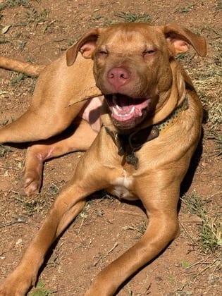 Photo of Cashew, adoptable dog in Chamblee, Georgia