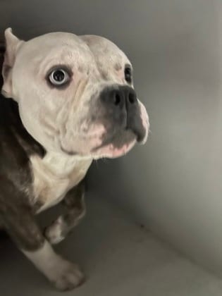 Photo of Vic, adoptable dog in Atlanta, Georgia