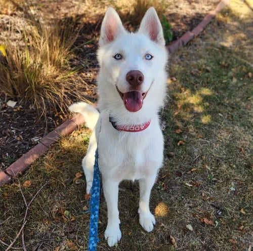 Photo of Snow, adoptable Husky in Minneapolis, Minnesota