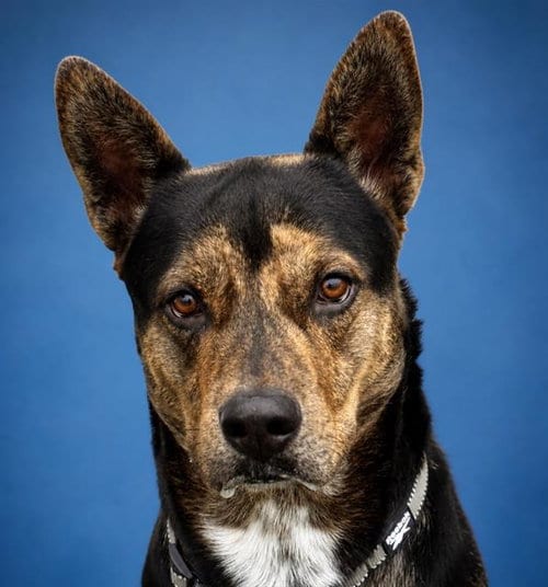 Photo of Terry, adoptable German Shepherd Dog in Pearland, Texas