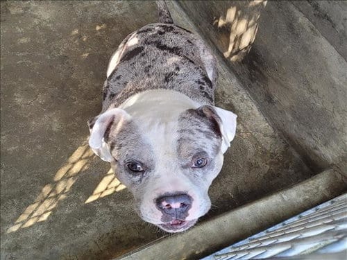 Photo of Champ, adoptable Bulldog in Los Angeles, California