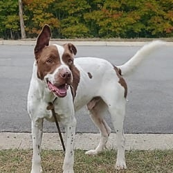 Photo of Bubba, adoptable Pointer Terrier (Unknown Type, Medium) in Frederick, Maryland