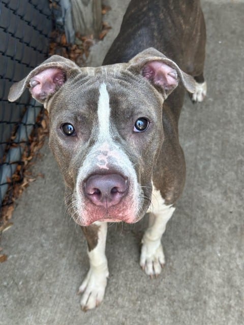 Photo of Lunchbox, adoptable American Pit Bull Terrier in Chicago, Illinois