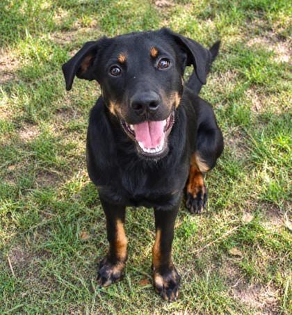 Photo of Stetson, adoptable Labrador Retriever in Inverness, Florida