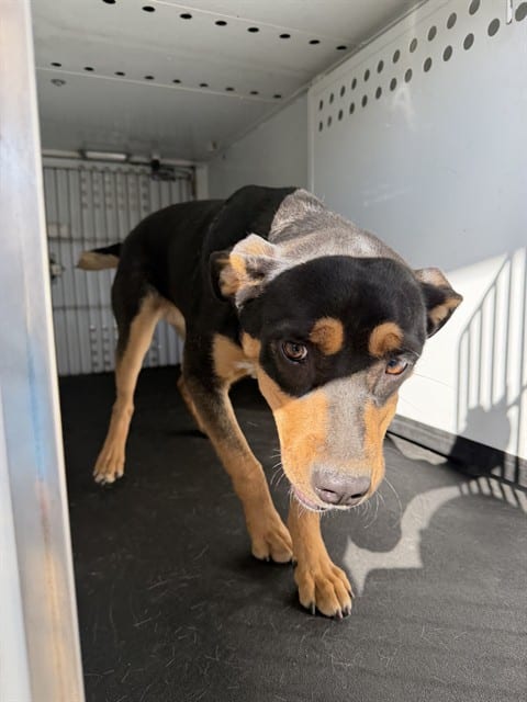 Photo of Senior Rottweiler, adoptable Rottweiler in Bakersfield, California