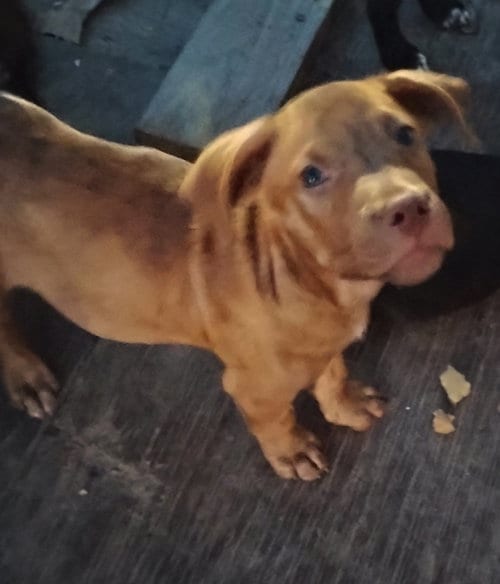 Photo of Rudy, adoptable Staffordshire Bull Terrier in The Woodlands, Texas