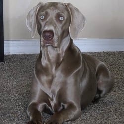 Photo of Sunday 5263, adoptable Weimaraner in Loxahatchee, Florida