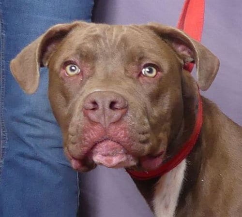 Photo of Ollie, adoptable Pit Bull Terrier in Ukiah, California
