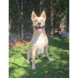 Photo of Cheke, adoptable American Pit Bull Terrier in Chatsworth, California