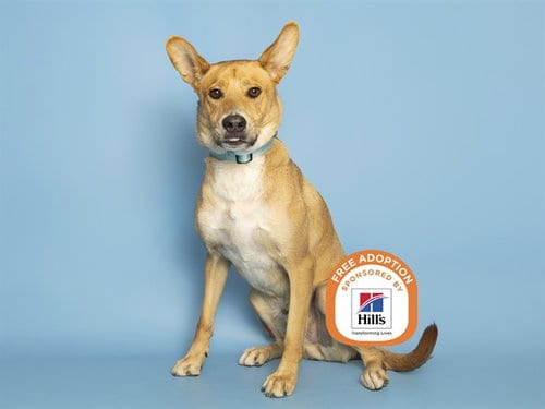 Photo of Sunny, adoptable Labrador Retriever in Phoenix, Arizona