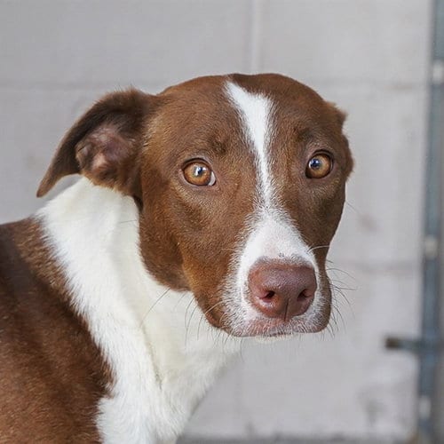 Photo of Gretta, adoptable Border Collie in Sacramento, California
