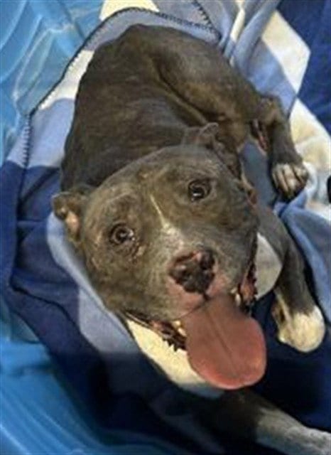 Photo of Mama Kitty, adoptable Pit Bull Terrier in San Bernardino, California