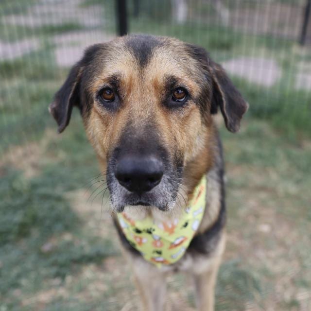 Photo of Adam, adoptable dog in San Antonio, Texas