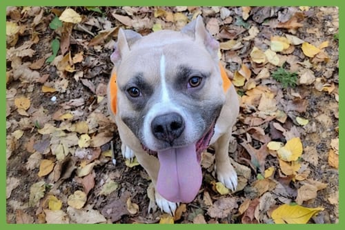 Photo of Luna, adoptable American Pit Bull Terrier in Amherst, Massachusetts