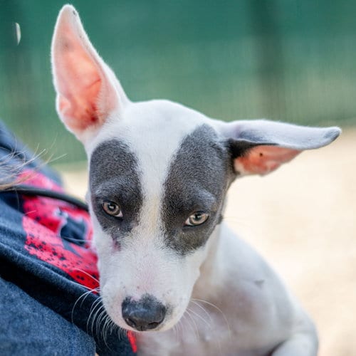 Photo of Billy, adoptable Terrier in Hilton Head, South Carolina
