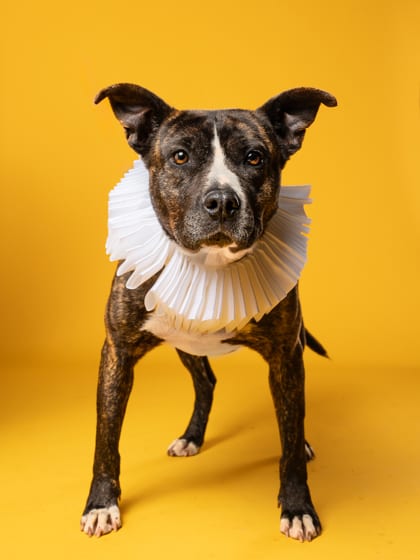 Photo of Amelia, adoptable dog in Atlanta, Georgia