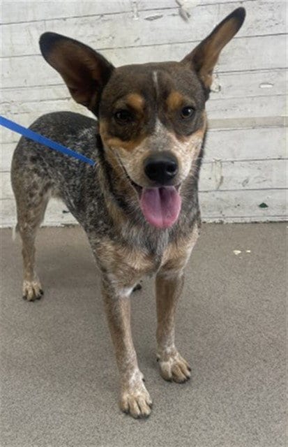 Photo of Afton, adoptable Australian Cattle Dog/Blue Heeler in San Bernardino, California