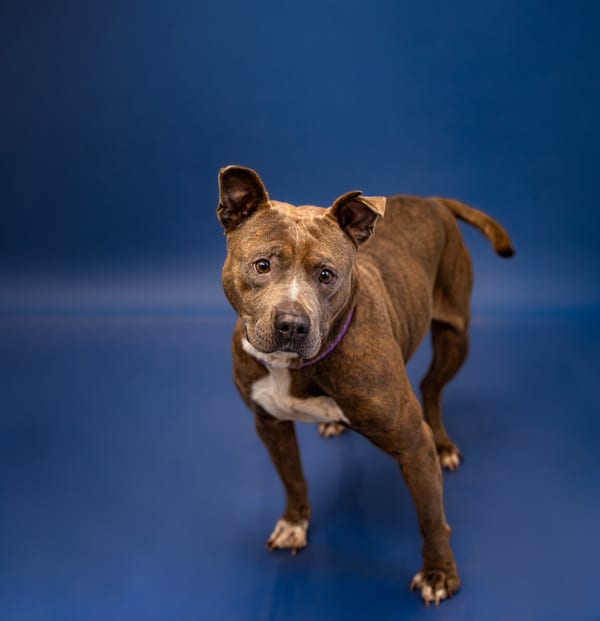 Photo of Macho, adoptable Pit Bull cross in Lawrenceville, Georgia