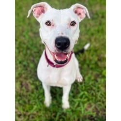Photo of Adelaide, adoptable Terrier (Unknown Type, Medium) in Brooksville, Florida
