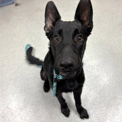 Photo of Johnny, adoptable German Shepherd Dog in Rancho Cucamonga, California