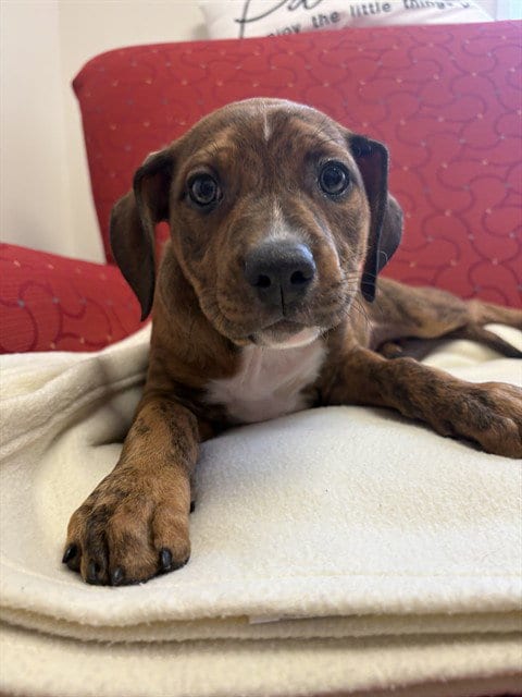Photo of Sadie Mae, adoptable Staffordshire Bull Terrier in Brewster, Massachusetts
