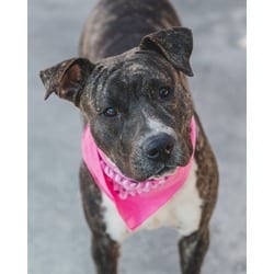 Photo of Bessy, adoptable Terrier (Unknown Type, Medium) in Doral, Florida