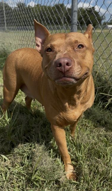 Photo of Dulce, adoptable Pit Bull Terrier in Rosenberg, Texas