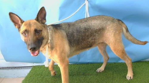 Photo of Nunu, adoptable German Shepherd Dog in Gardena, California