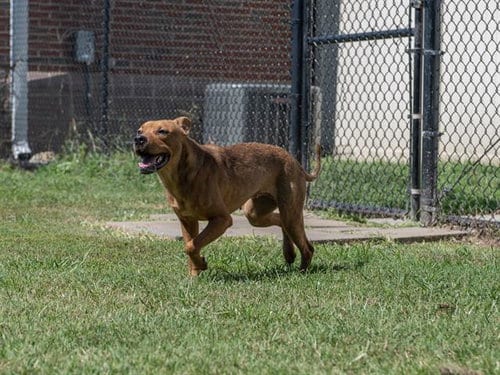 Photo of Salem, adoptable German Shepherd Dog in Haw River, North Carolina