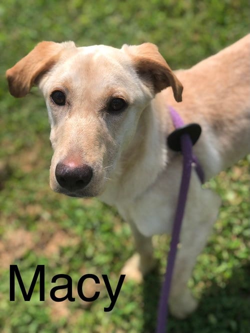 Photo of Macy, adoptable Yellow Labrador Retriever in Elkins, West Virginia