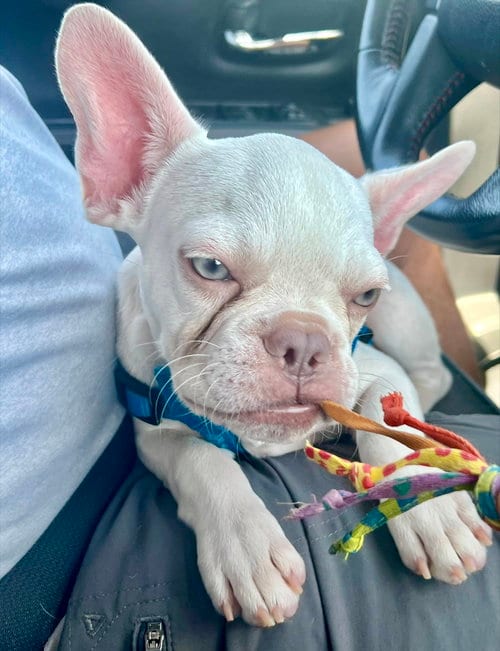 Photo of Thor, adoptable French Bulldog in Plano, Texas