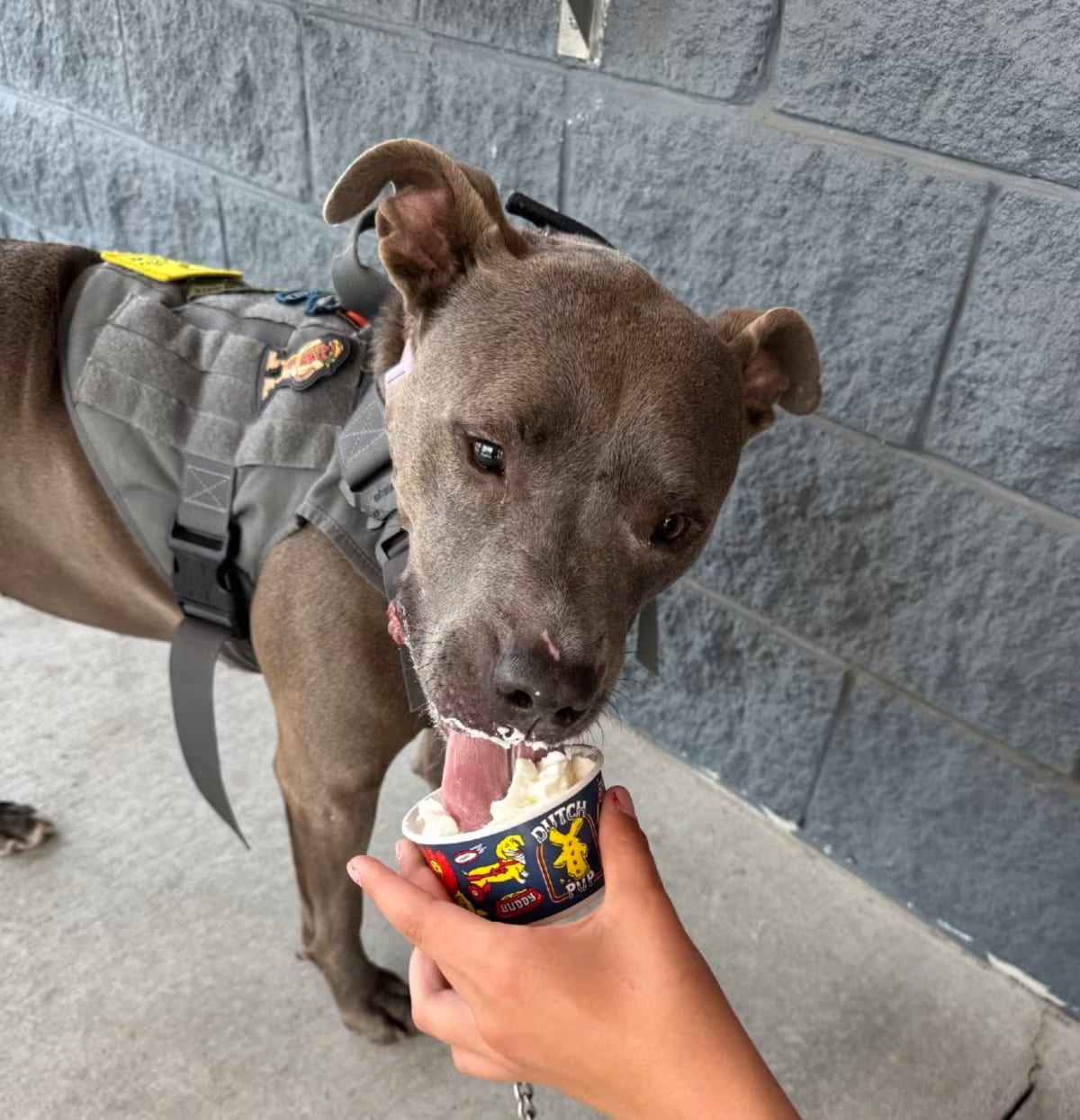 Photo of Princess, adoptable American Pit Bull Terrier in Dallas, Texas