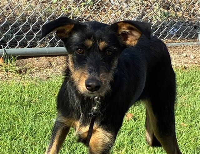 Photo of Senior Terrier mix, adoptable Terrier mix in Devore, California