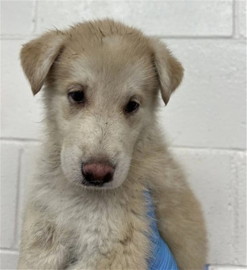 Photo of Phoenix, adoptable German Shepherd Dog in San Bernardino, California